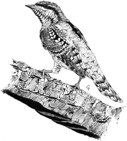 Torcicollo