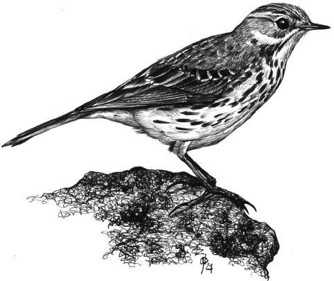 Pispola