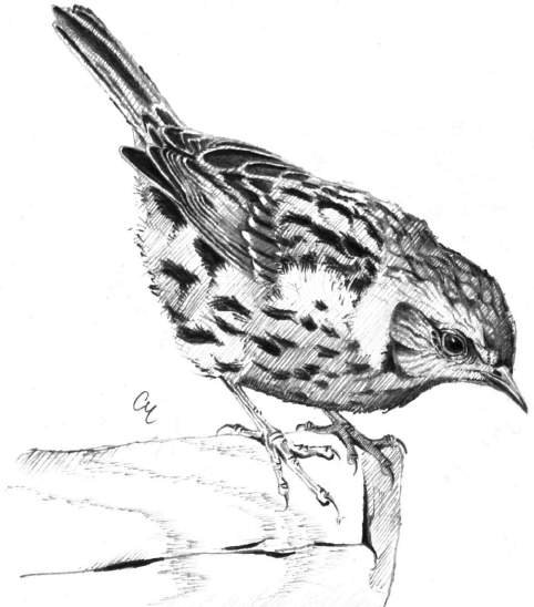 Passera scopaiola