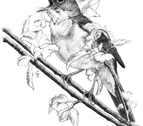 Usignolo