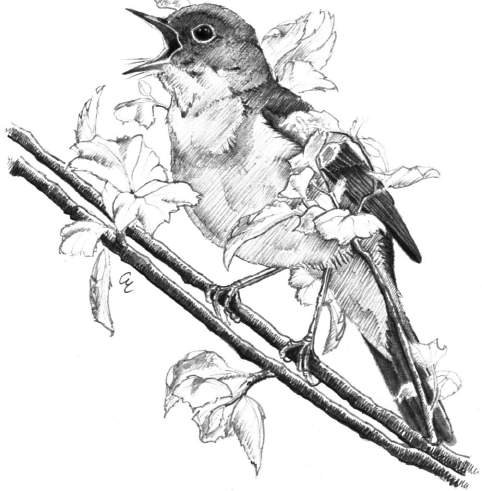 Usignolo