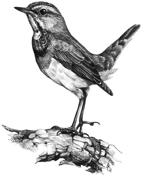 Pettazzurro