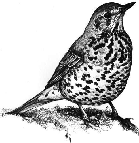 Tordela