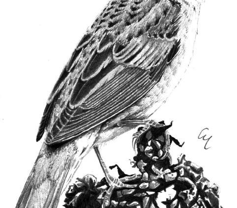 Forapaglie macchiettato