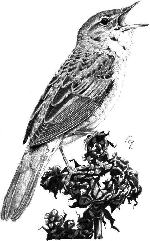 Forapaglie macchiettato