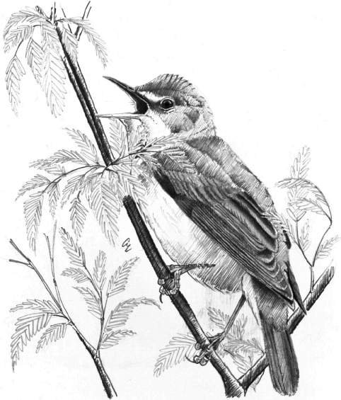 Cannaiola verdognola