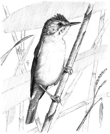Cannaiola comune