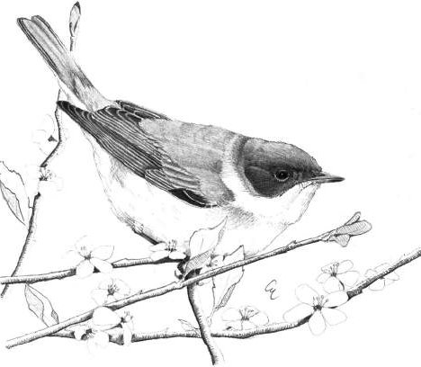 Bigiarella