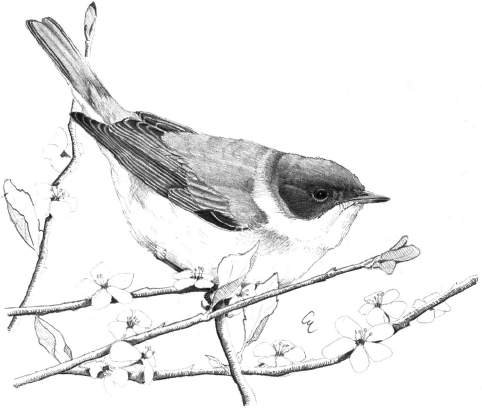 Bigiarella