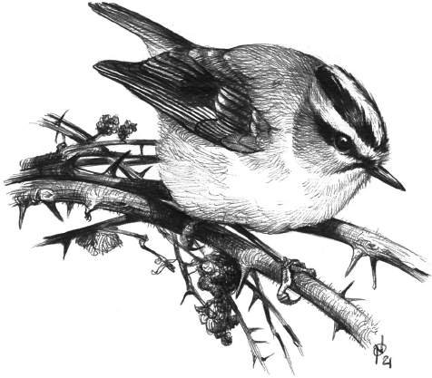 Fiorrancino
