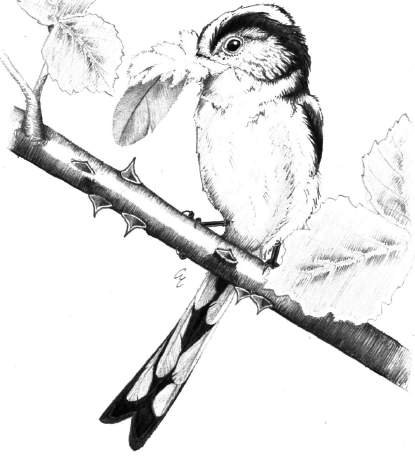 Codibugnolo