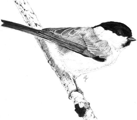 Cincia bigia