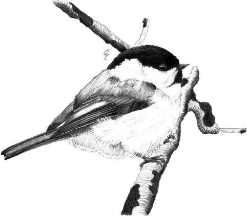 Cincia alpestre
