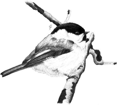 Cincia alpestre