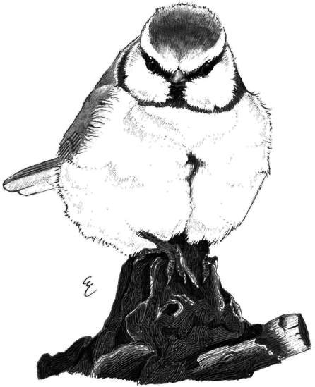 Cinciarella