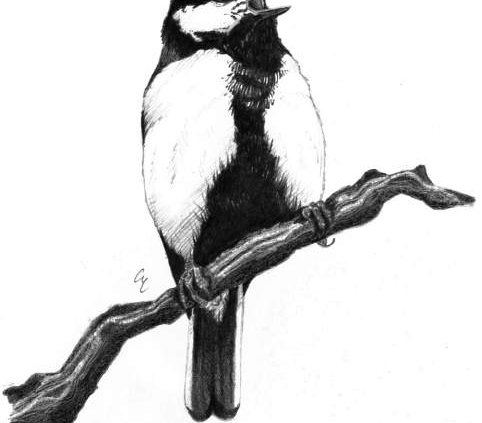 Cinciallegra