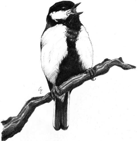 Cinciallegra