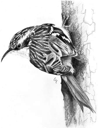 Rampichino alpestre