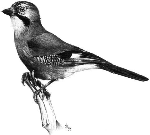 Ghiandaia