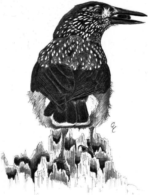 Nocciolaia