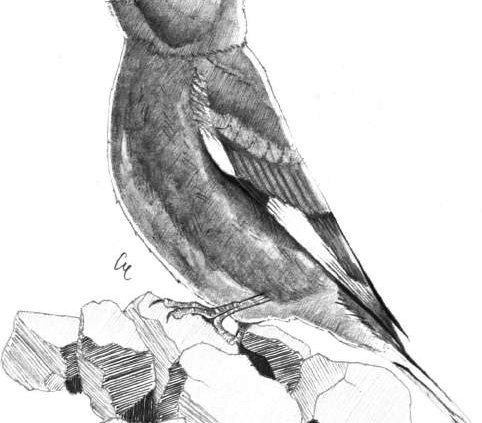 Verdone