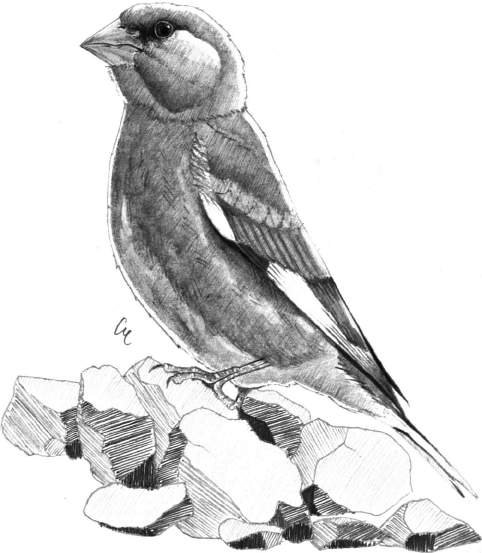 Verdone