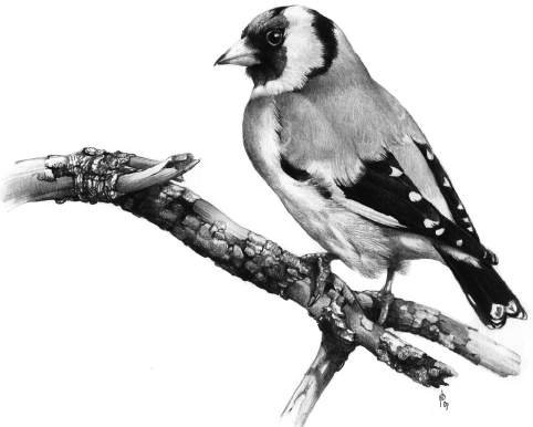 Cardellino