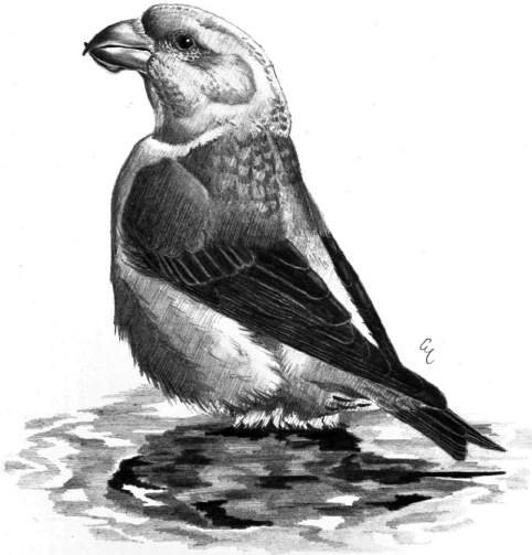 Crociere